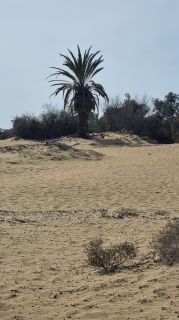 2023-GC--Mapalomas dunas-S123-185.jpg